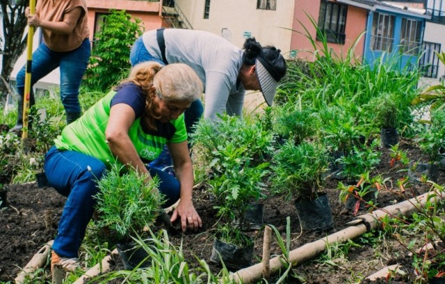 En Manizales crean jardines funcionales que atraerán polinizadores