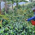 En julio la producción de café en Colombia cayó 22%; quedó en 944.000 sacos de 60 kg