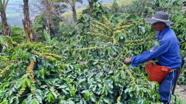 En julio la producción de café en Colombia cayó 22%; quedó en 944.000 sacos de 60 kg