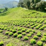 En la zona rural de Manizales se cultivan hortalizas de alta calidad
