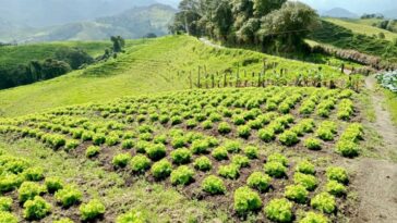 En la zona rural de Manizales se cultivan hortalizas de alta calidad