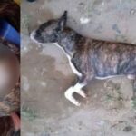 Indignación por perrito que fue asesinado en medio de una riña en Quimbaya