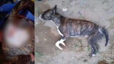 Indignación por perrito que fue asesinado en medio de una riña en Quimbaya