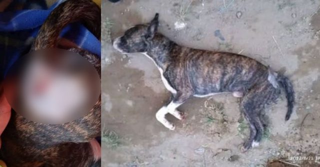 Indignación por perrito que fue asesinado en medio de una riña en Quimbaya