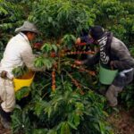 La producción de café en Colombia cayó 22 % en julio