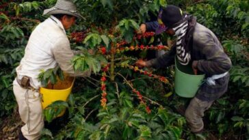 La producción de café en Colombia cayó 22 % en julio