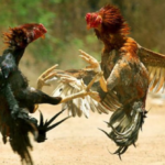 Pelea de gallos: se radica  propuesta para prohibirlas en Colombia