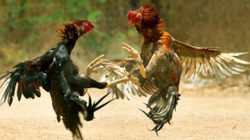 Pelea de gallos: se radica  propuesta para prohibirlas en Colombia