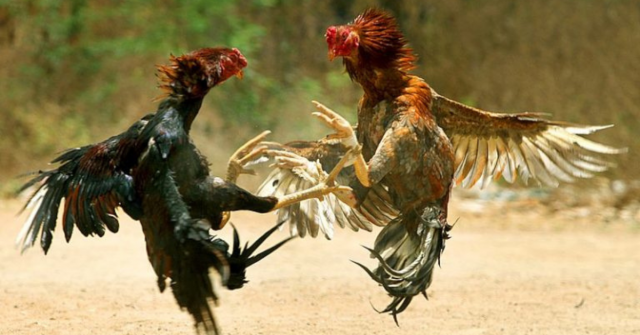 Pelea de gallos: se radica  propuesta para prohibirlas en Colombia