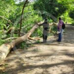 Policía Ambiental y CVS verifican daños causados por cortes de los árboles en Loma Grande