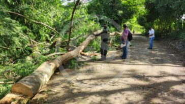Policía Ambiental y CVS verifican daños causados por cortes de los árboles en Loma Grande