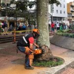 Por control de árbol urbano fueron taladas cuatro palmas en la Plaza Bolívar de Armenia