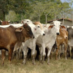 Precio del ganado aumentó un 95%  