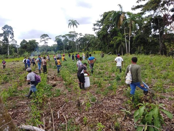 Preocupante panorama por aumento de cultivos de coca, cifra en Nariño se disparó en un 62%