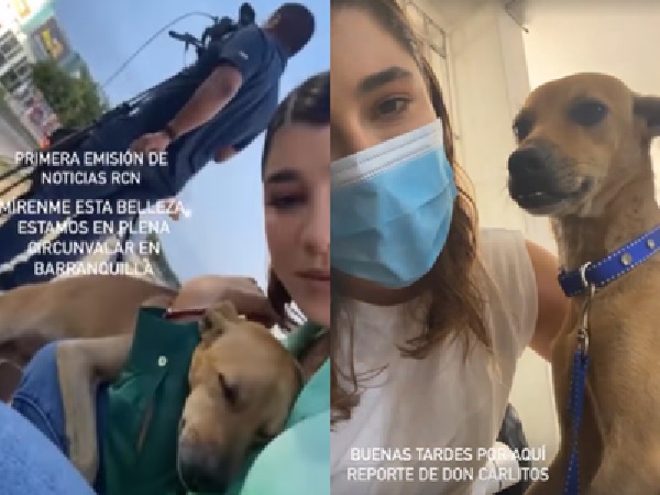 Presentadora rescató a perro de la calle que se le acercó a acariciarla en pleno en vivo del noticiero