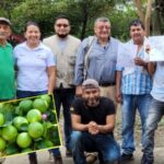 Producto nariñense ‘pisará’ sueño Europeo: campesinos exportarán 149 toneladas de lima