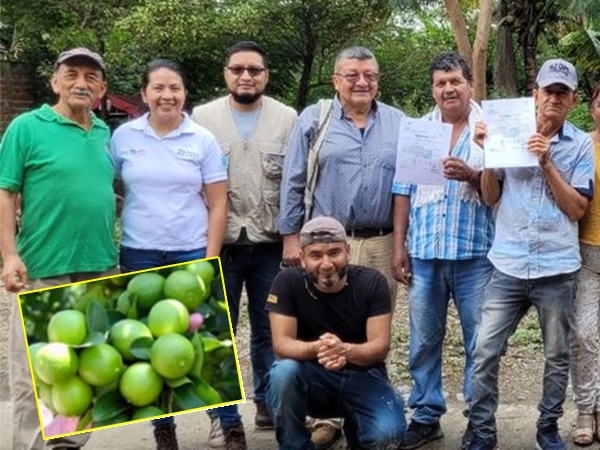 Producto nariñense ‘pisará’ sueño Europeo: campesinos exportarán 149 toneladas de lima