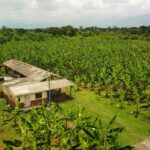 Programa agropecuario autosostenible impulsa la productividad del banano