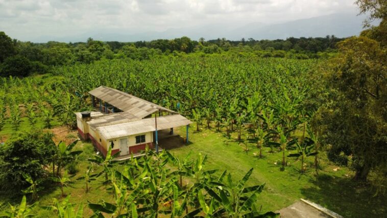 Programa agropecuario autosostenible impulsa la productividad del banano