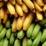 Seis asociaciones quindianas trabajarán en el fortalecimiento de la producción de plátano