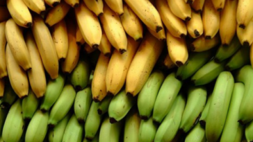 Seis asociaciones quindianas trabajarán en el fortalecimiento de la producción de plátano