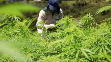 ¿Cuál es la propuesta de Petro para legalizar el cannabis sin licencias en Colombia?