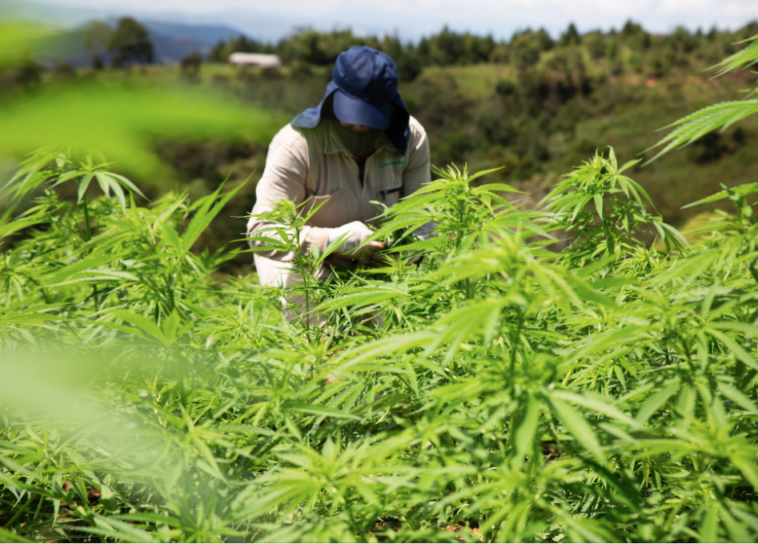 ¿Cuál es la propuesta de Petro para legalizar el cannabis sin licencias en Colombia?