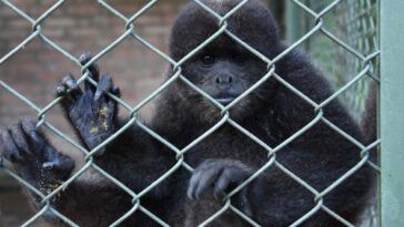 Alerta por tráfico de primates en el Huila