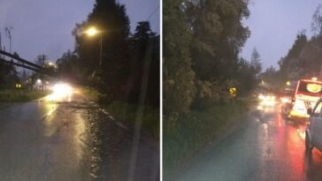 CAÍDA DE UN ÁRBOL BLOQUEA LA VÍA PUENTE DE PIEDRA-SUBACHOQUE.