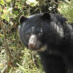 CAR alerta por escape de oso de anteojos que estaba en cuarentena en una reserva de Tocancipá