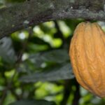 Café y Cacao huilense gran oportunidad de Negocio