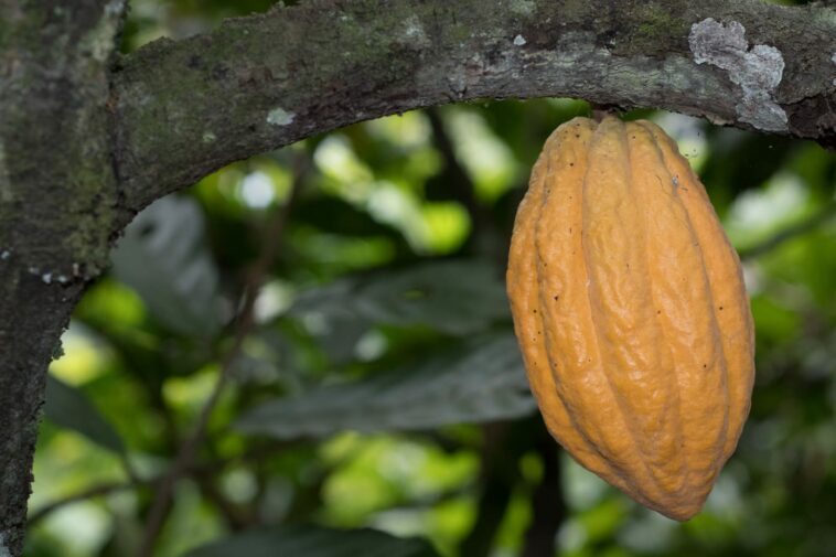 Café y Cacao huilense gran oportunidad de Negocio