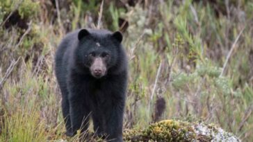 Cámaras avistaron oso que escapó de reserva natural en Tocancipá, Cundinamarca