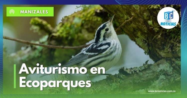 Conozca las fechas para participar en recorridos guiados de aviturismo en los ecoparques de Manizales