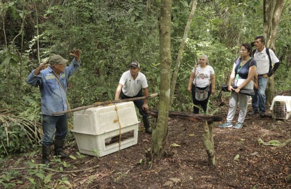 Corpoguajira libera siete monos aulladores.