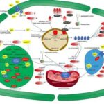 Docentes de la UTCH en investigación sobre variedad de pasto para fitorremediar grandes extensiones de suelo degradados y contaminados con metales pesados producto de la minería de Oro.