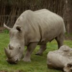 El Bioparque Ukumarí recibió a un nuevo ‘inquilino’, un rinoceronte blanco macho