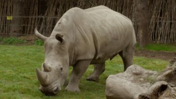 El Bioparque Ukumarí recibió a un nuevo ‘inquilino’, un rinoceronte blanco macho