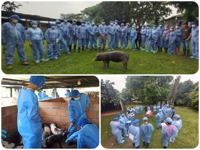En Arauca, funcionarios del ICA se capacitan en la atención de notificaciones en porcinos
