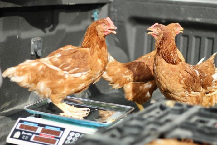 Gallinas para campesinos en zona rural de Dibulla, contribuyendo así la administración municipal a la seguridad alimentaria de sus gobernados.