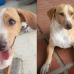 Esto pasó con el perro que esperaba reapertura de restaurante en Barranquilla