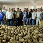 Familias restituidas de El Carmen de Bolívar iniciaron exportaciones de ñame a Puerto Rico