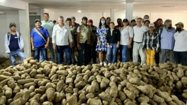Familias restituidas de El Carmen de Bolívar iniciaron exportaciones de ñame a Puerto Rico