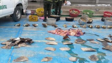 Incautan casi una tonelada de carne de tortuga marina en La Guajira