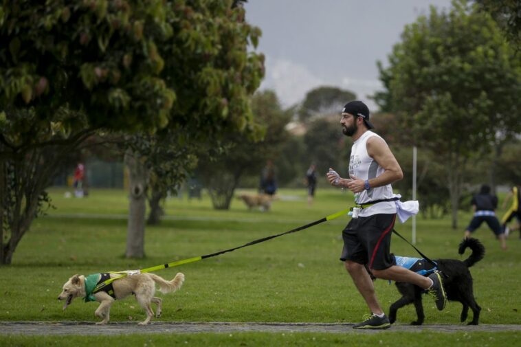 Investigan posible envenenamiento de perritos en parques de Bogotá