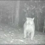 Un puma es captado en zona rural de Envigado, Antioquia