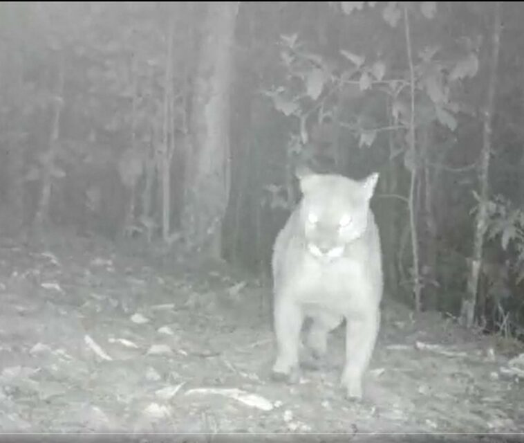 Un puma es captado en zona rural de Envigado, Antioquia