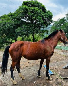 Uno de los caballos rescatados