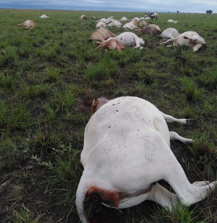 40 semovientes muertos por descarga eléctrica en Arauca