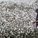 Aumenta 123 % la producción de algodón en el país